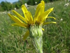 Senecio scopolii