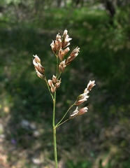 Anthoxanthum australe