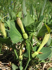 Aristolochia lutea