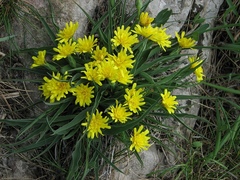 Takhtajaniantha austriaca