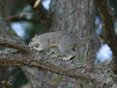 Sciurus niger cinereus