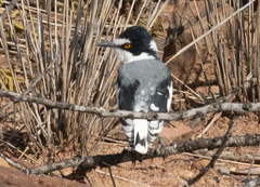 Lanioturdus torquatus