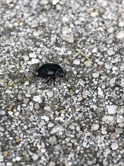 Pangaeus bilineatus