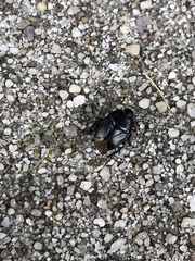 Pangaeus bilineatus