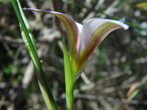 Romulea image