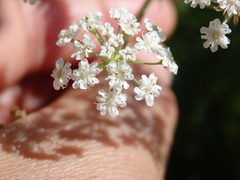 Carum verticillatum