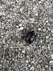 Pangaeus bilineatus