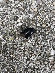 Pangaeus bilineatus