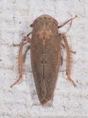 Paraphlepsius continuus