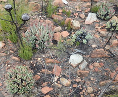 Machairophyllum albidum