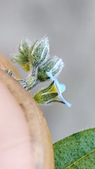 Myosotis imitata