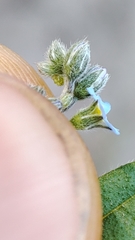 Myosotis imitata
