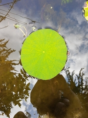 Nelumbo lutea