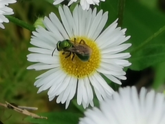 Augochlora pura