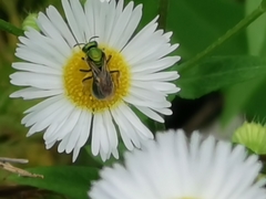 Augochlora pura