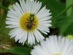 Augochlora pura