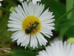 Augochlora pura