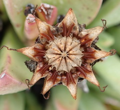 Machairophyllum albidum