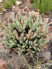 Machairophyllum albidum