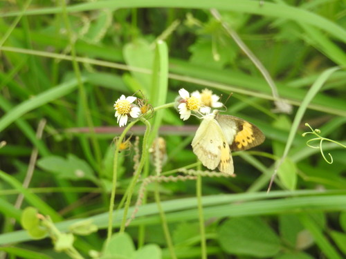 Photo of White Orange Tip (Ixias marianne)