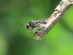 Cerotainia macrocera