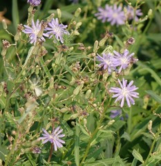 Lactuca tatarica
