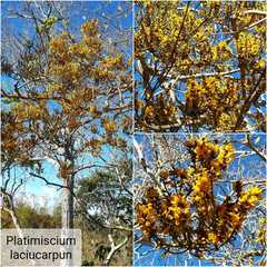 Platymiscium