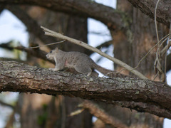 Sciurus niger cinereus