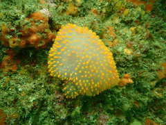 Polycitor giganteus