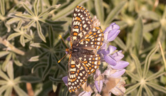 Euphydryas anicia