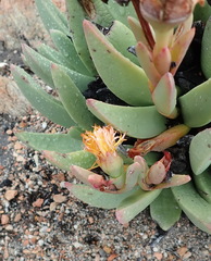 Machairophyllum albidum