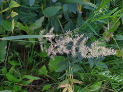 Calamagrostis epigejos