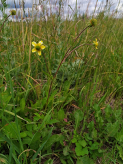 Geum aleppicum