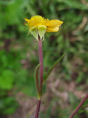 Geum aleppicum