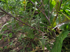 Sisymbrium loeselii