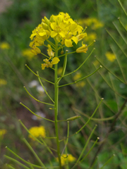 Sisymbrium loeselii