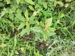 Amaranthus retroflexus