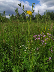 Sonchus arvensis