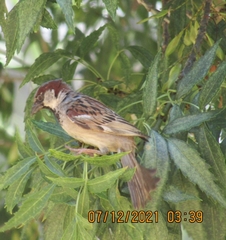 Passer domesticus