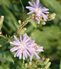 Lactuca tatarica