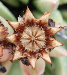 Machairophyllum albidum