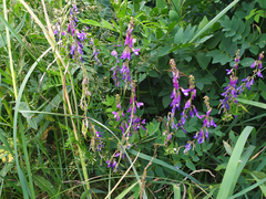 Galega orientalis
