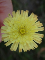 Pilosella pseudopilosella