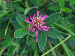 Trifolium medium