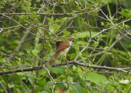 Yellow-eyed Babbler (Chrysomma sinense), photo 10