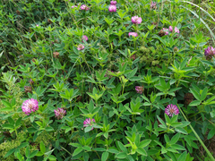 Trifolium medium