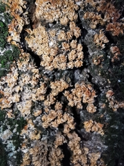 Fungi