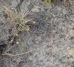 Chamarea capensis