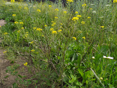 Sisymbrium loeselii