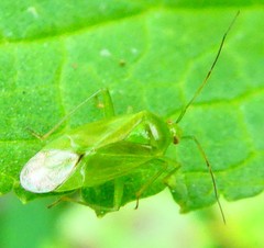Miridae